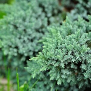 Kadakas Blue Carpet 20/25 cm