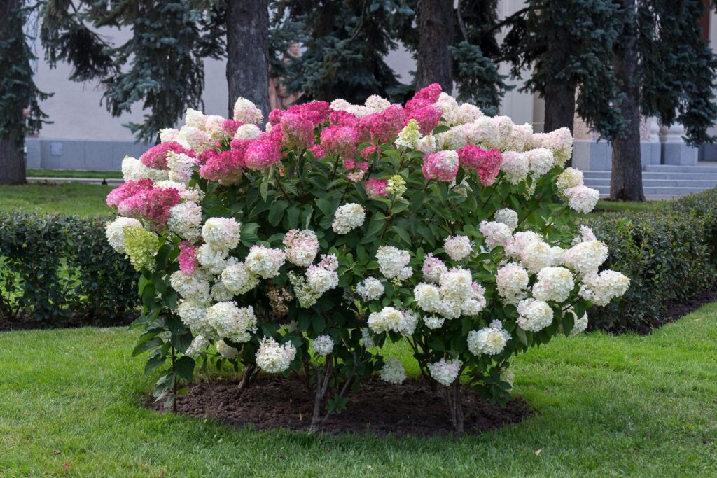 hortensia vanille fraiseaedhortensia õitsev põõsas