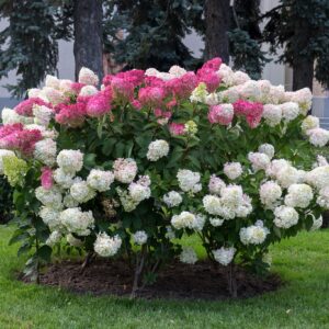 hortensia vanille fraiseaedhortensia õitsev põõsas