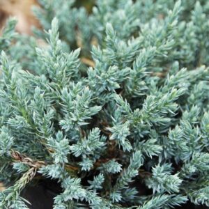 Kadakas Tropical Blue 20/25 cm