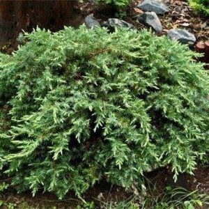 Kadakas Schlager 30/35 cm