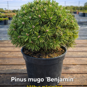 pinus-mugo-benjamin-kaabus-magimand-levala-puukool.jpg