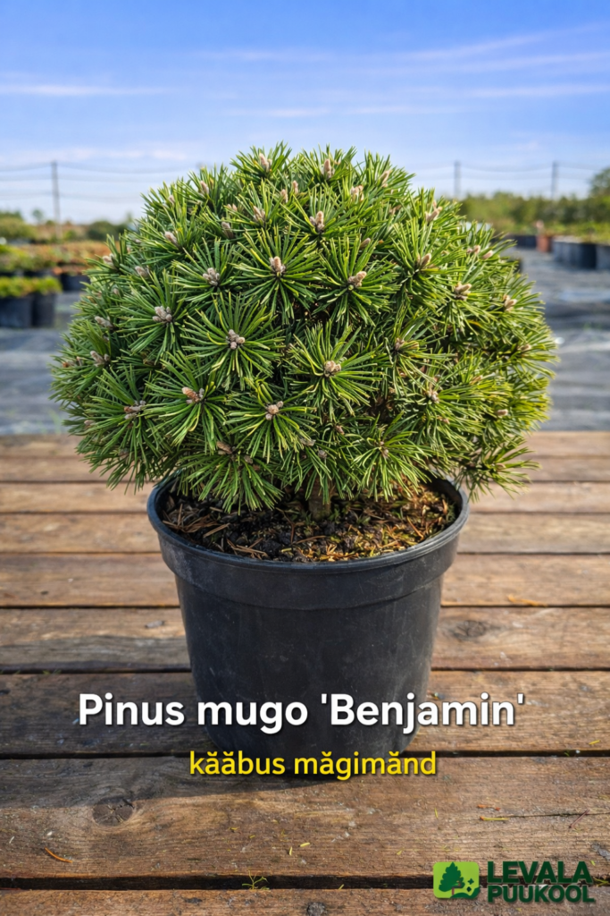 pinus-mugo-benjamin-kaabus-magimand-levala-puukool.jpg