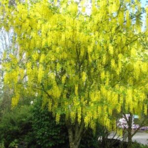 poogitud kuldvihm Laburnum watereri Vossii kollaste rippuvate õitega