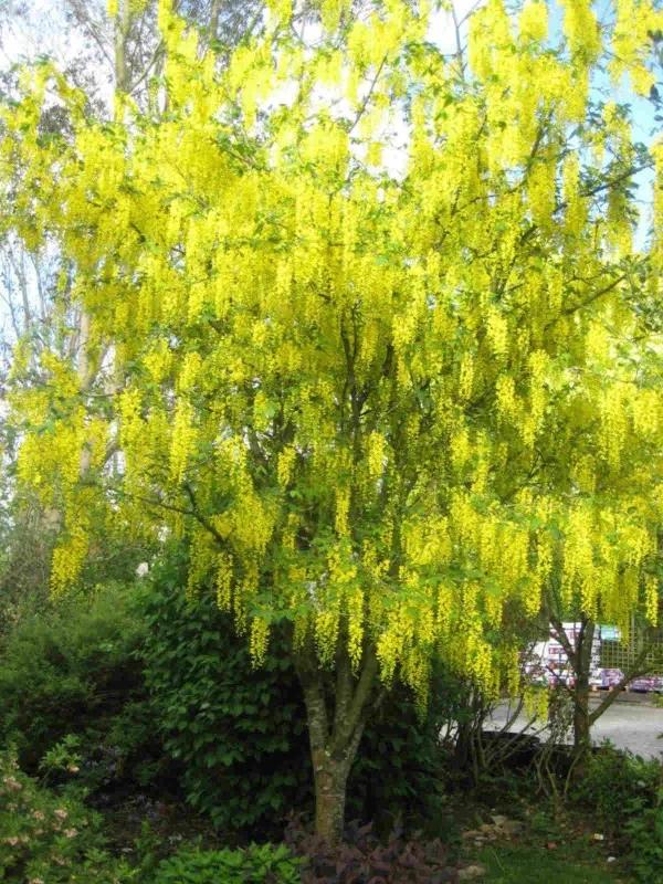poogitud kuldvihm Laburnum watereri Vossii kollaste rippuvate õitega