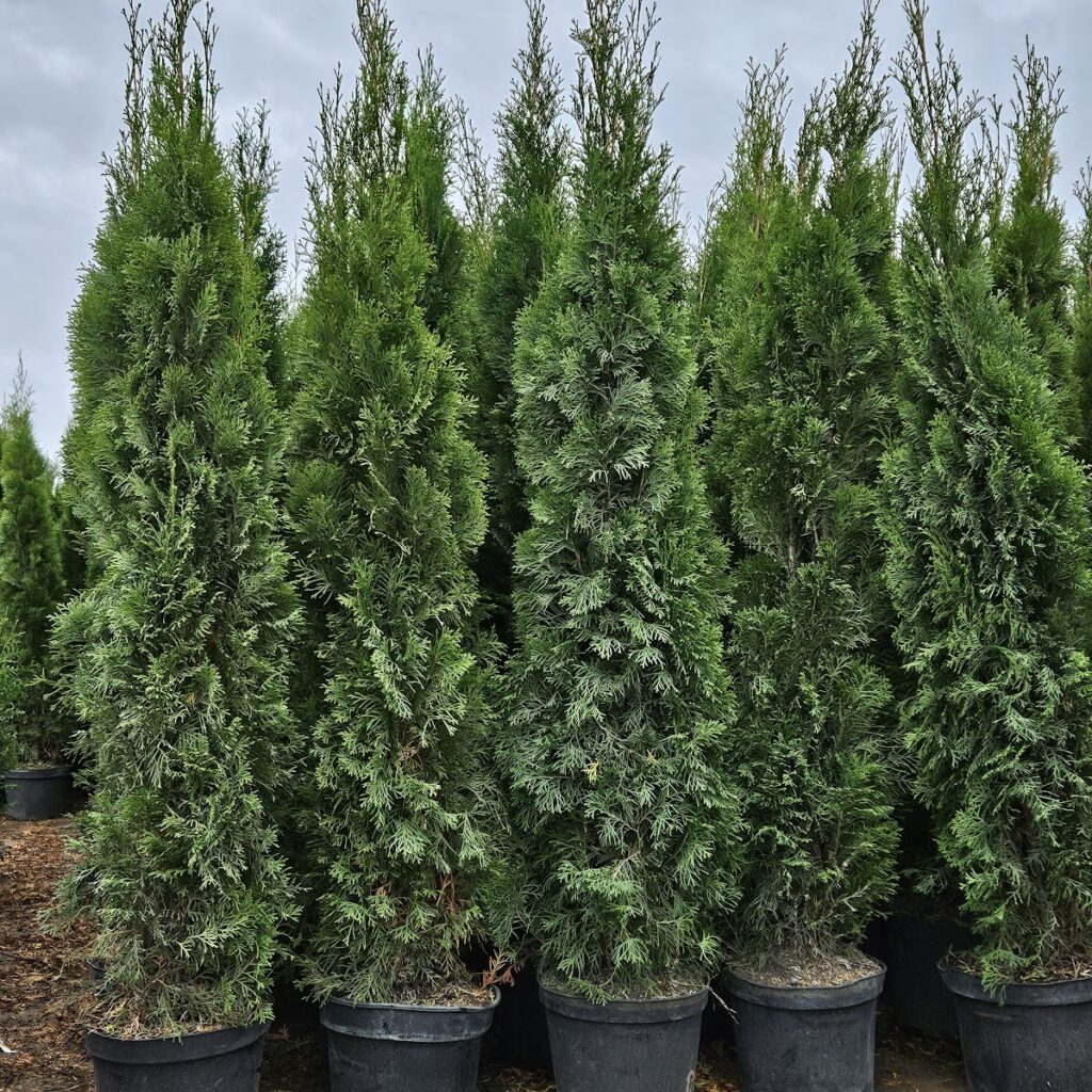 elupuude müük elupuud tartu elupuud tallinn elupuud pärnu elupuud saaremaa thuja smaragd müük thuja brabant müük elupuu hekk