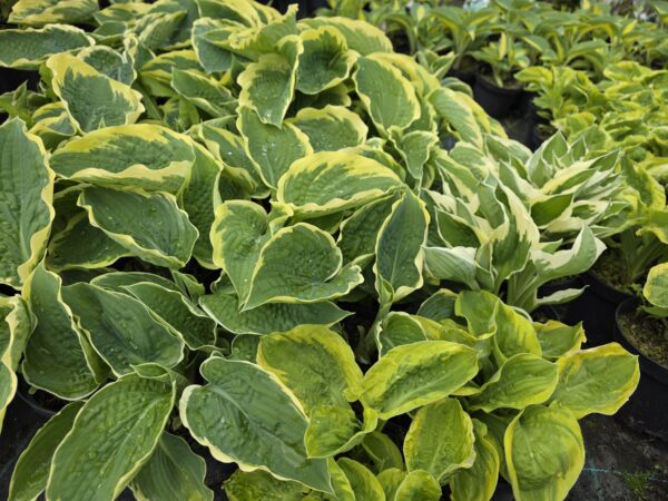 Hosta