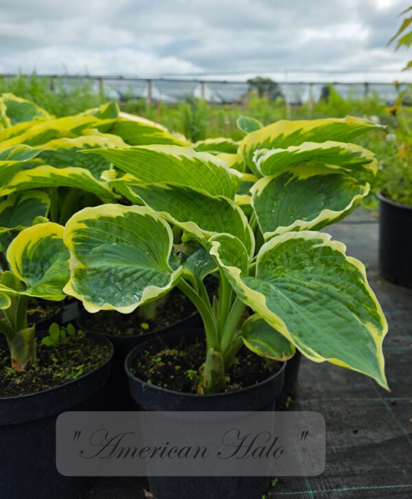 Hosta - Image 5
