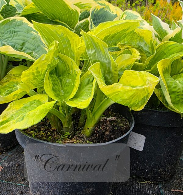 Hosta - Image 4