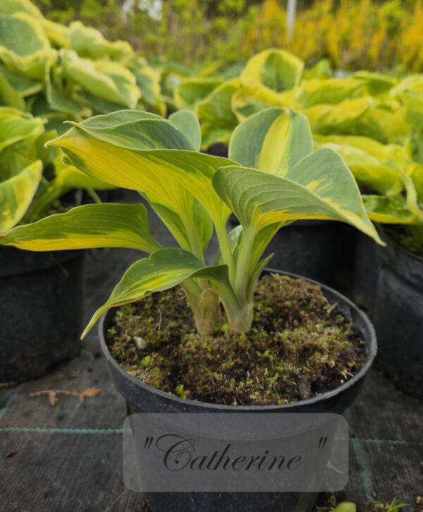 Hosta - Image 3