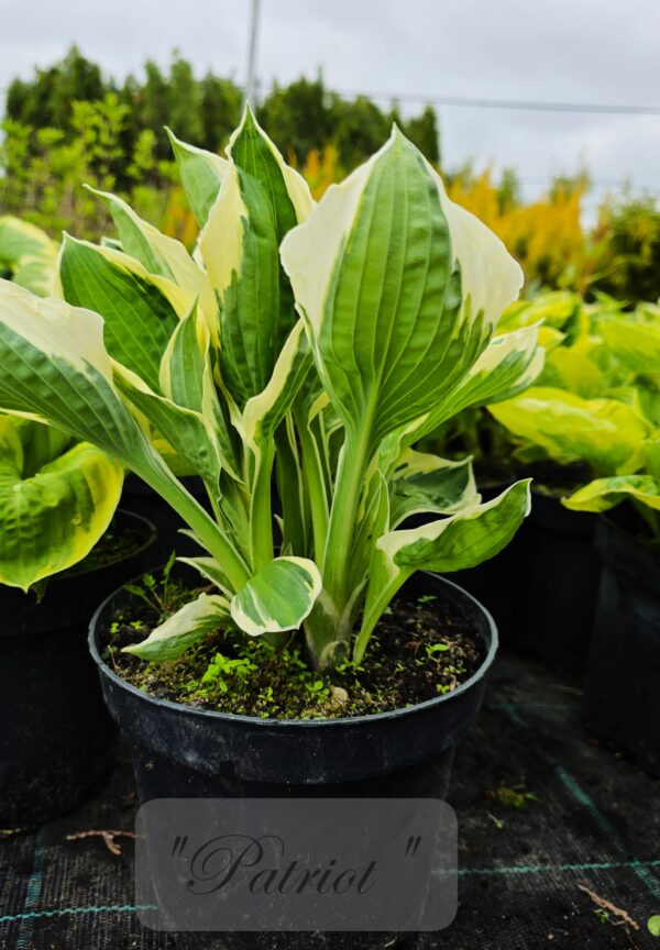 Hosta - Image 2