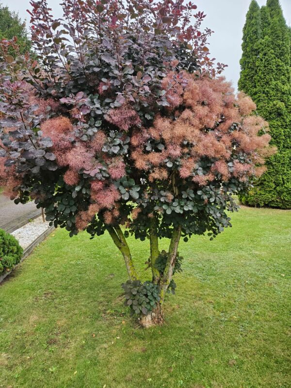 Parukapuu Royal Purple