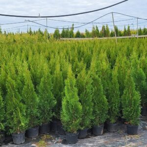 Elupuu Smaragd hekk istutamine Eesti aias