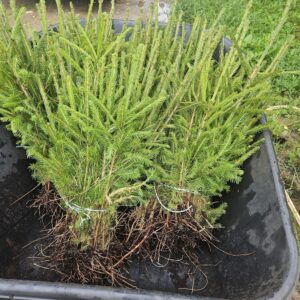 3 aastased kuusetaimed