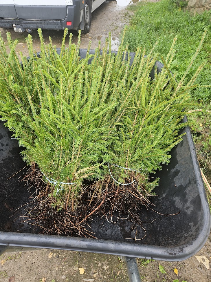 3 aastased kuusetaimed