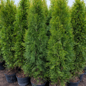 Elupuu Smaragd 120 - 135 cm