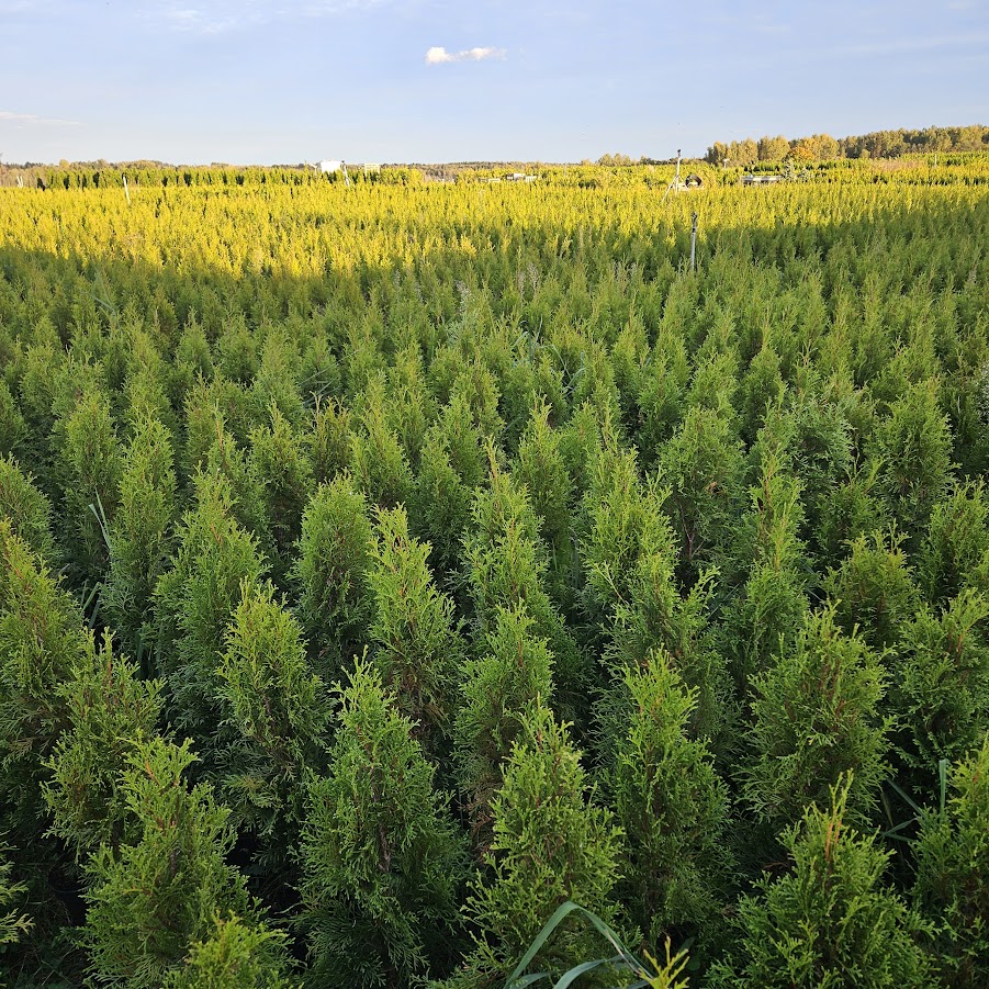 elupuud levala puukool