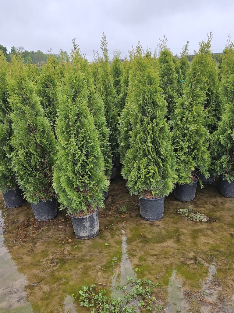 Elupuu Smaragd 150 - 170 cm 25L pott – tihe igihaljas hekk