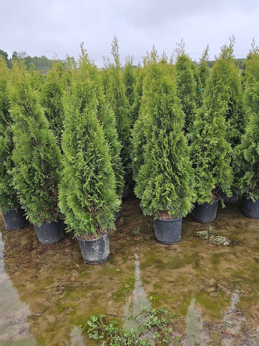 elupuu elupuu smaragd