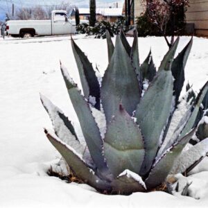 Agave utahensis var. nevadensis – külmakindla agaavi seemned