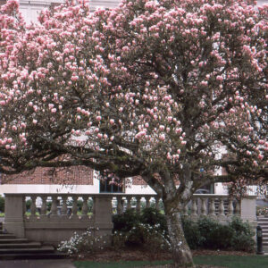Magnolia × soulangeana ‘Lennei’