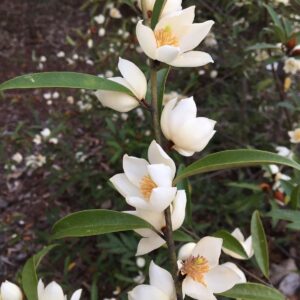 Magnoolia ‘Amabilis’