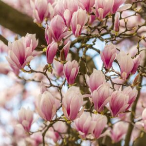 Magnoolia "Pink Beauty"