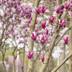 Magnolia ‘Ricki’