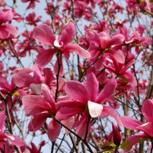 Magnolia ‘Galaxy’