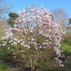 Magnoolia stellata ‘Rosea’