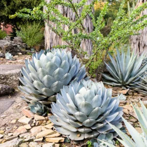 Agave parryi × flexispina seemned – külmakindel agaav -15 C