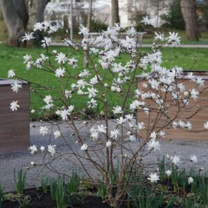 Magnolia ‘Waterlily’