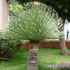 Dasylirion wheeleri seemned