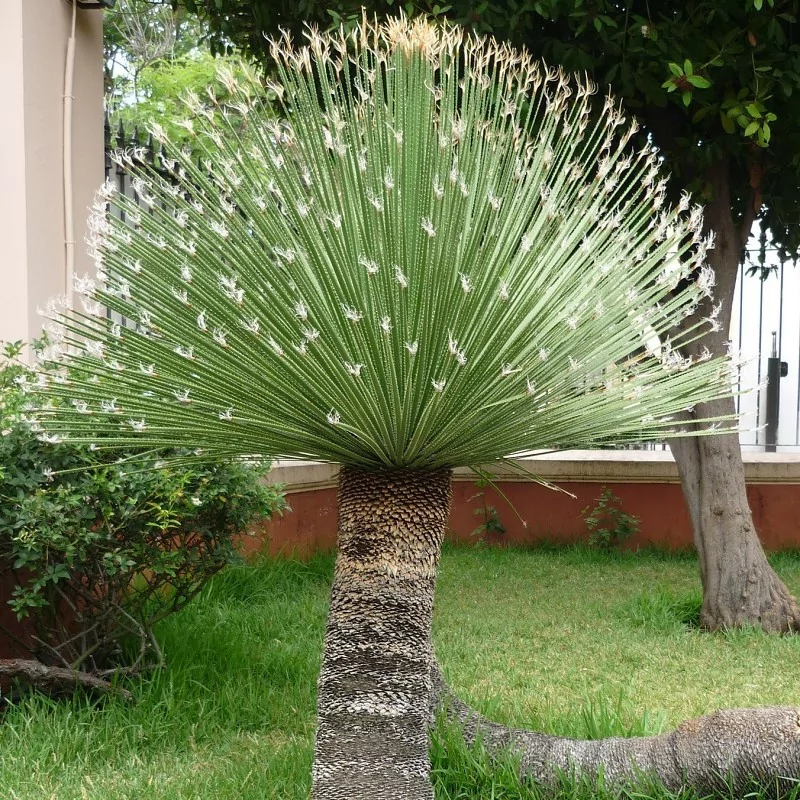 Dasylirion wheeleri seemned