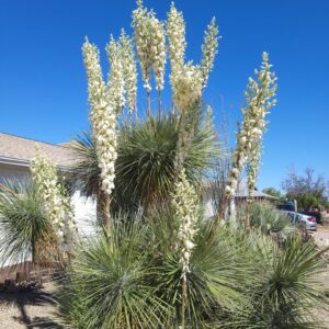 Yucca elata külmakindel jukka kiviktaimlas