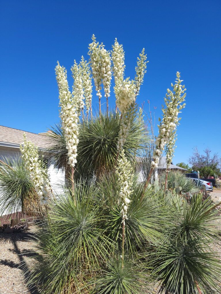 Yucca elata külmakindel jukka kiviktaimlas