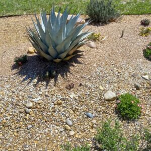 Agave neomexicana seemned on külmakindla kõrbeagaavi seemned kiviktaimlasse ja kuivadesse peenardesse.