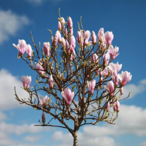 Magnolia × soulangeana ‘Kate Brook’