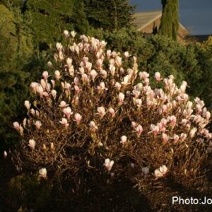 Magnoolia Kate Brook 130 cm