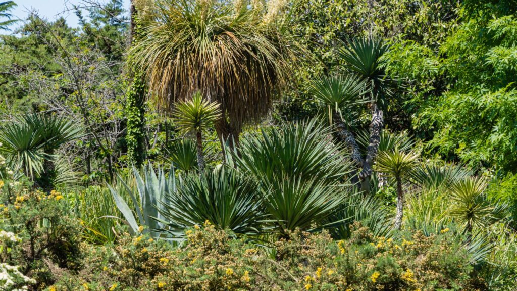 Nolina microcarpa kuivpeenras kiviktaimlas