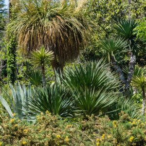 Nolina microcarpa kuivpeenras kiviktaimlas