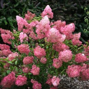 Hortensia Sundae Fraise