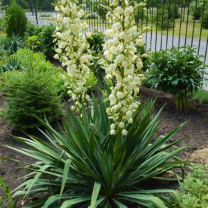 yuvva clauca seemned