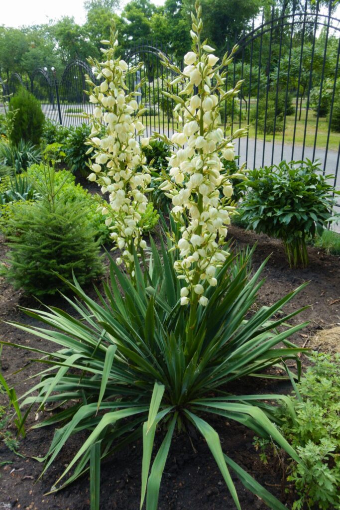 yuvva clauca seemned