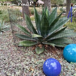 Agave havardiana külmakindel agaav kiviktaimlas