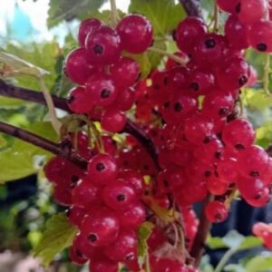 Punane sõstar 'Rondom' – Ribes rubrum