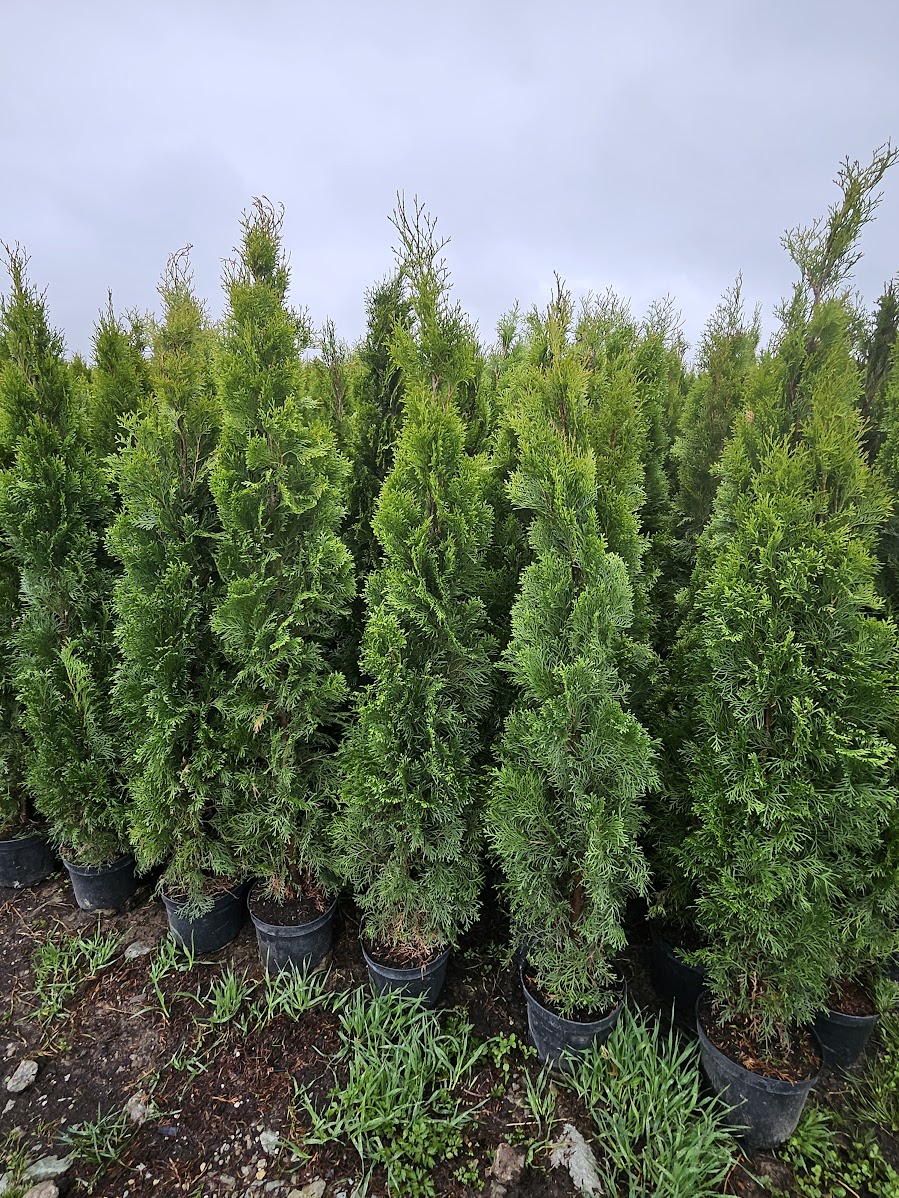 thuja smaragd