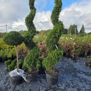 Formeeritud elupuud spiraal