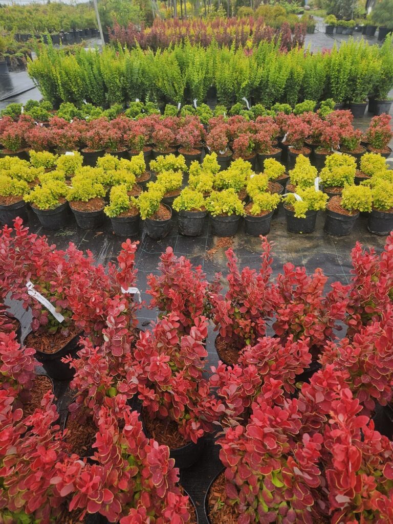 Berberis Kukerpuud thunbergii