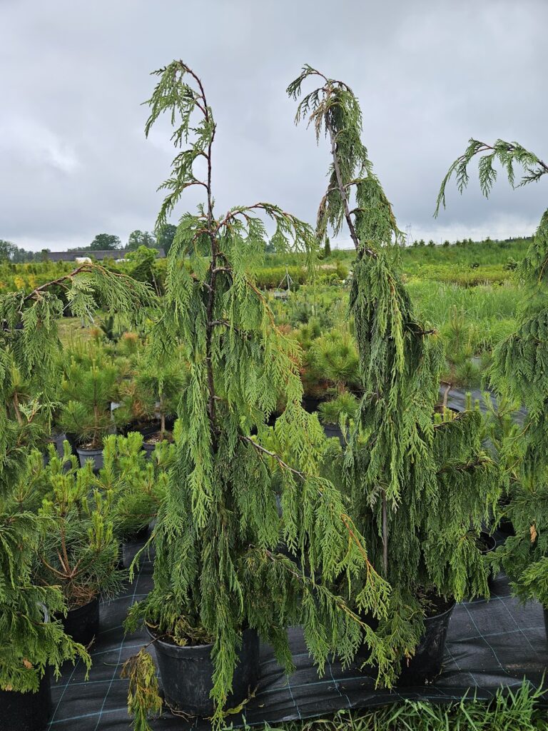 Chamaecyparis nootkatensis Pendula rippuv nutka ebaküpress